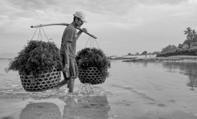 Seaweed Harvest